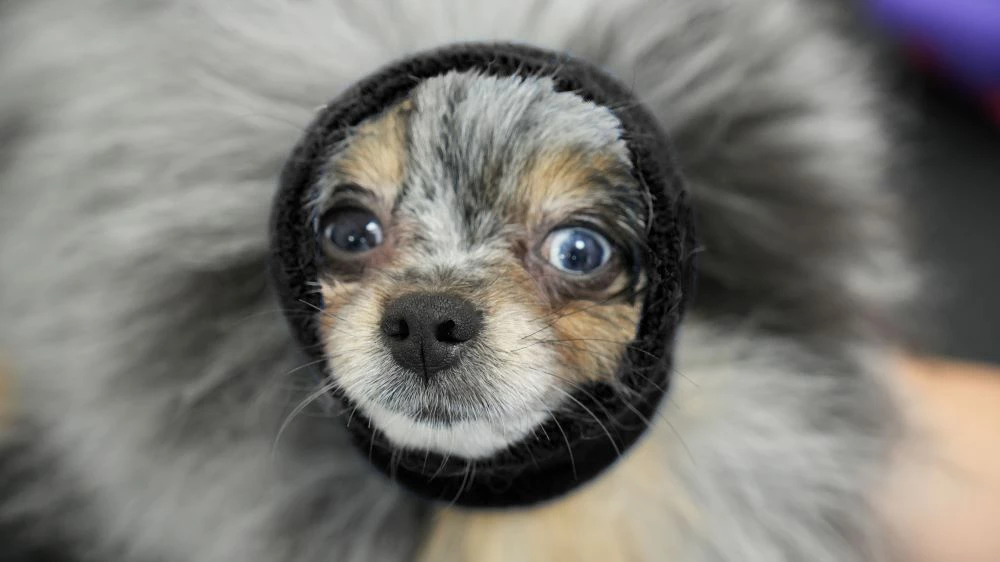 Happy Hoodie Black, X-Small - Image 4