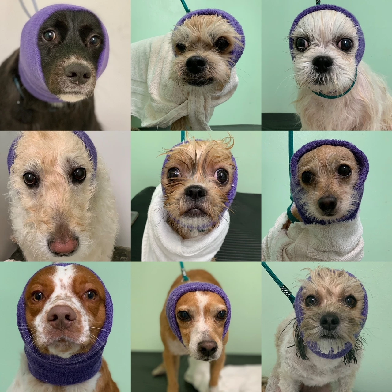 Happy Hoodie White, Pack Of 2 - Image 3